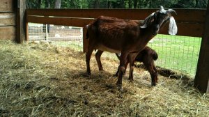 Moma goat and baby
