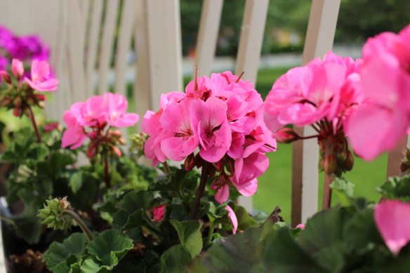 Geraniums Blooming on the Balcony