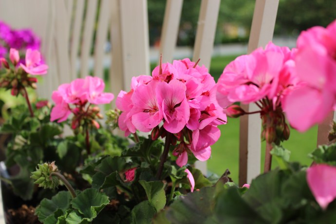 Geraniums Blooming on the Balcony