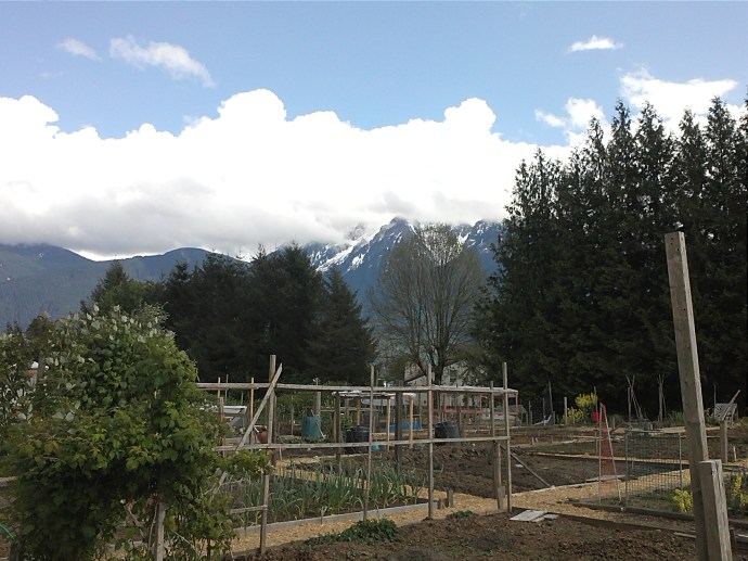 View surrounding my community garden plot