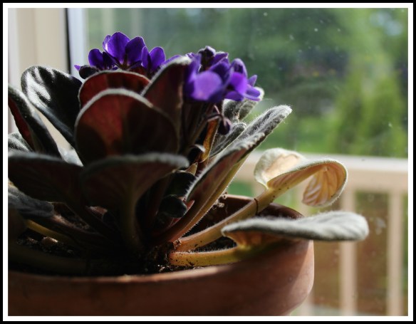 An African Violet growing on the kitchen window sill
